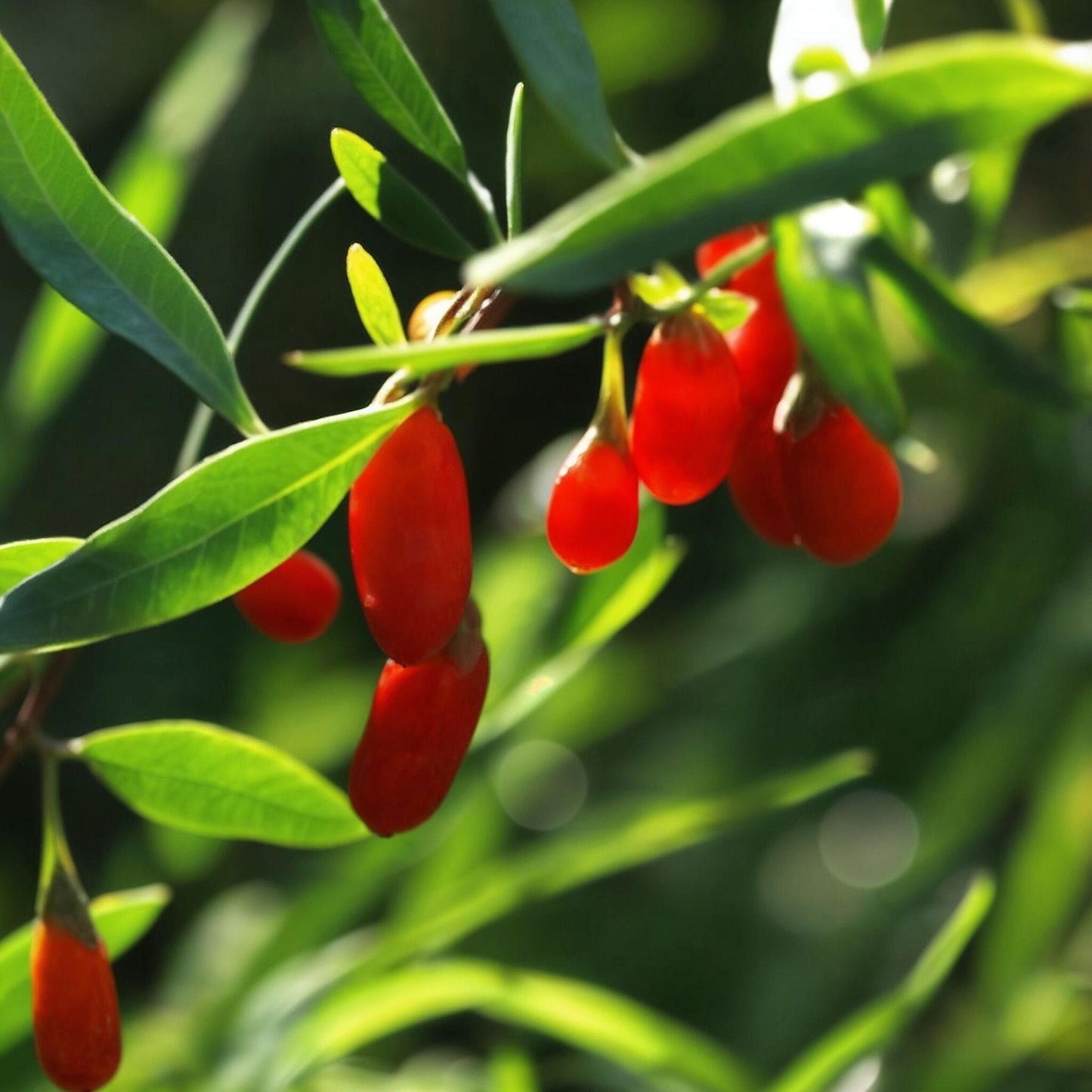 Bayas De Goji - 6 Pzs - Lycium Barbarum - Altura 25-40cm - ⌀9cm_3