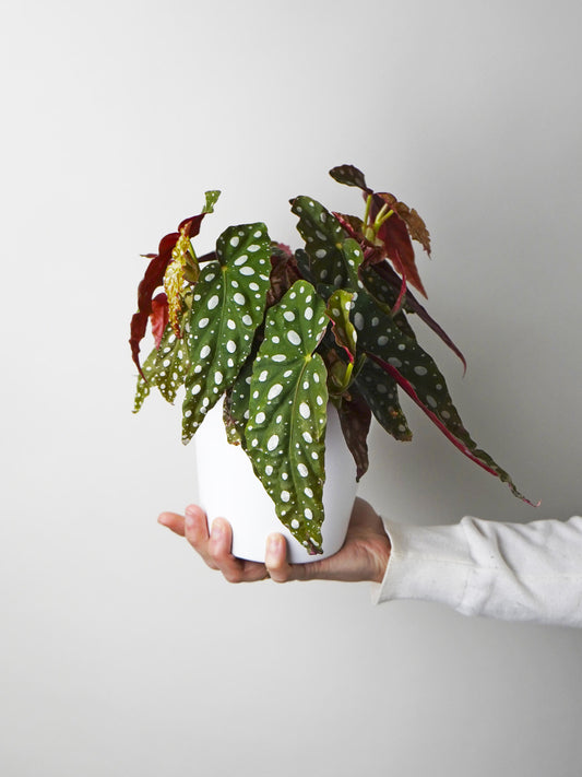 Begonia Maculata_0