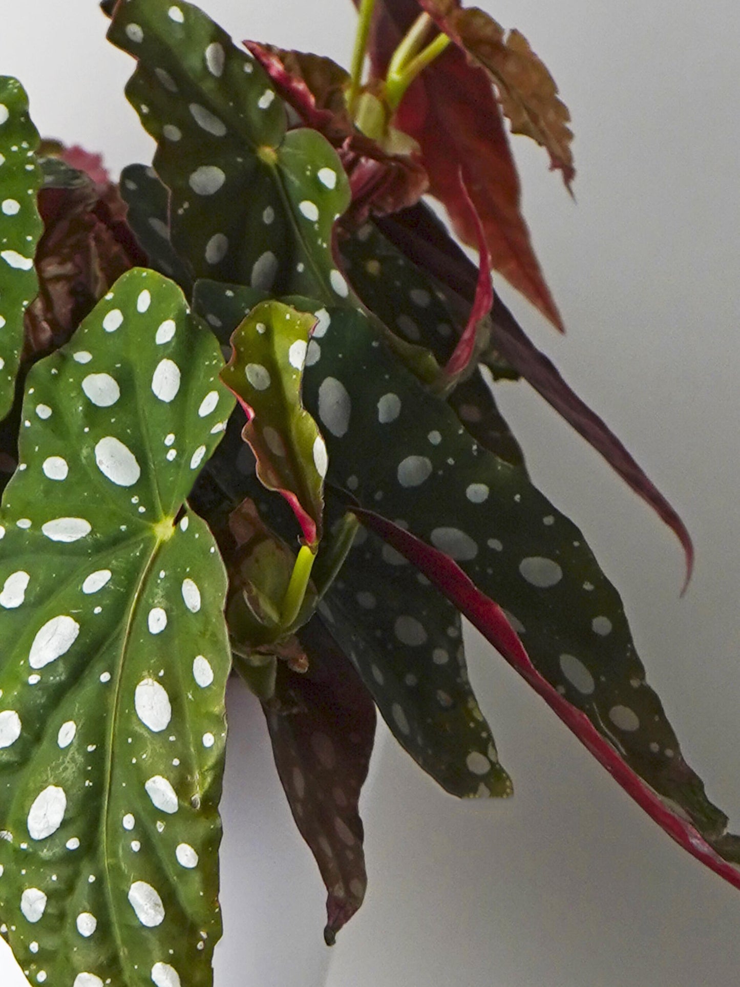 Begonia Maculata_1