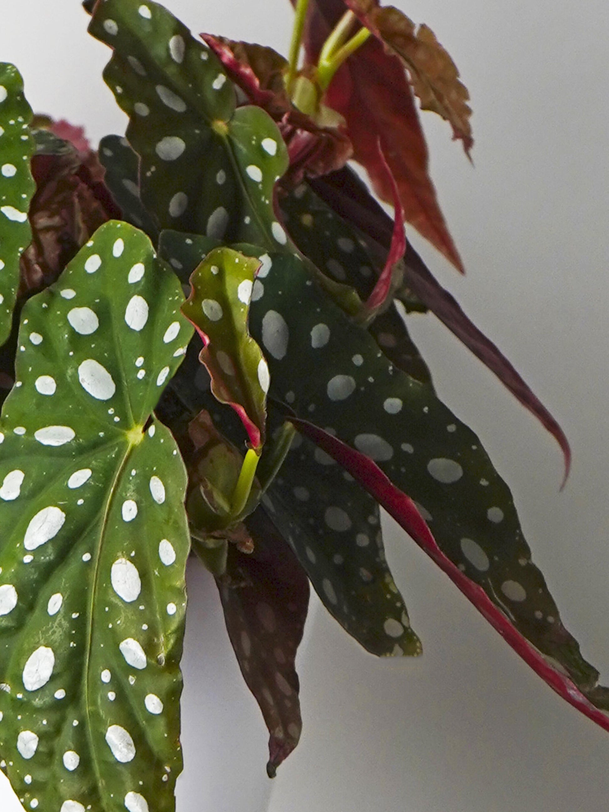 Begonia Maculata_1