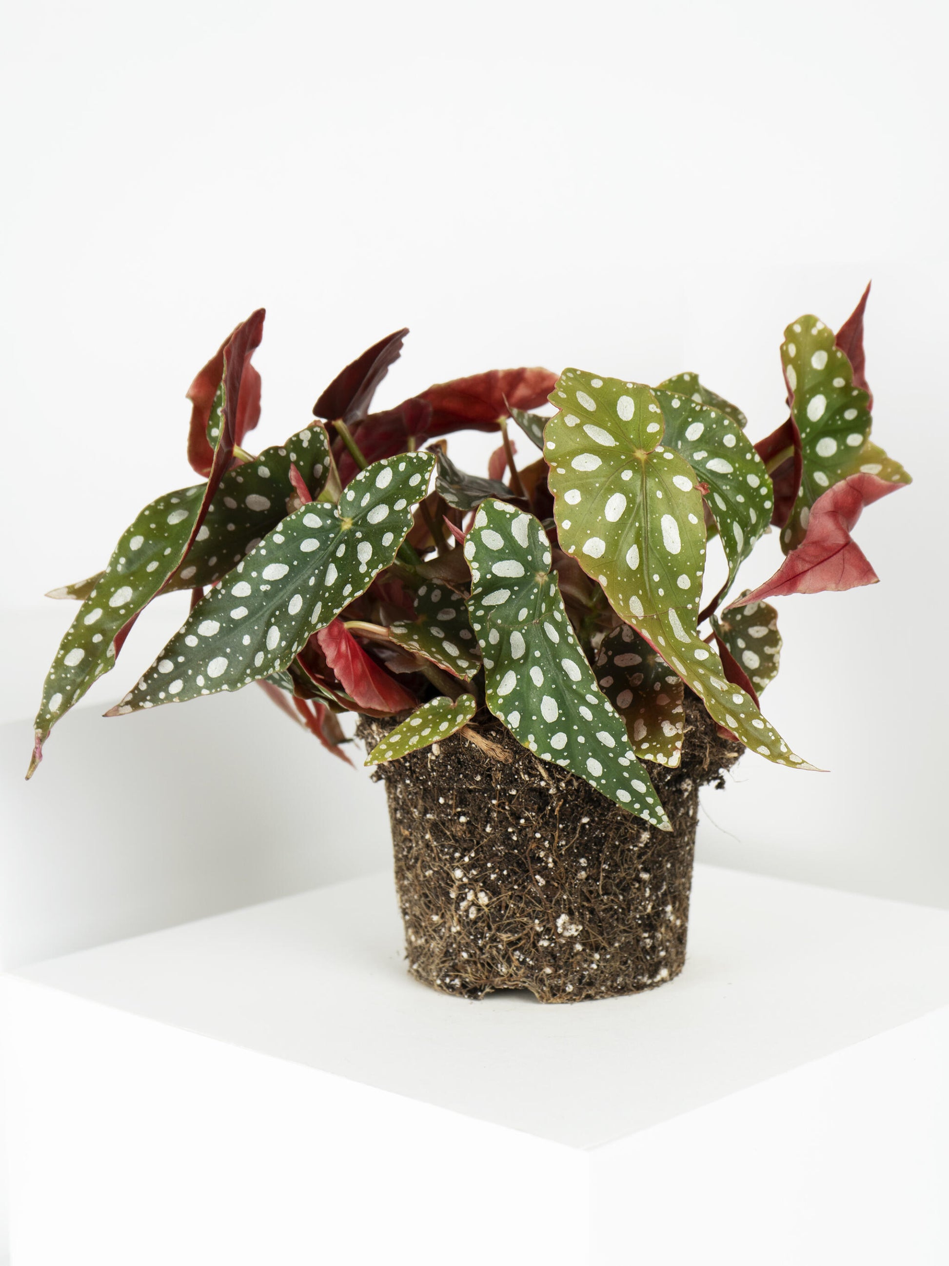Begonia Maculata_3