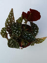 Begonia Maculata Wightii Planta De Interior Ø12