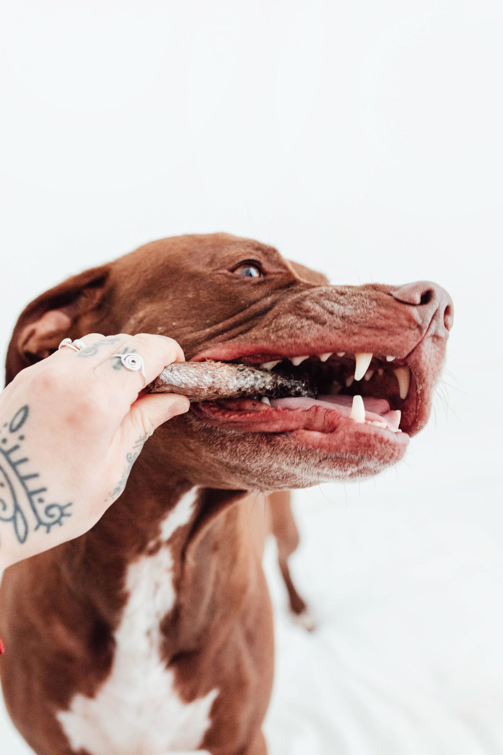 Bimorbox Cachorros Medianos Y Grandes – Pack Ahorro Con Juguete, Mordedor De Olivo Y Snacks Sin Aditivos_4