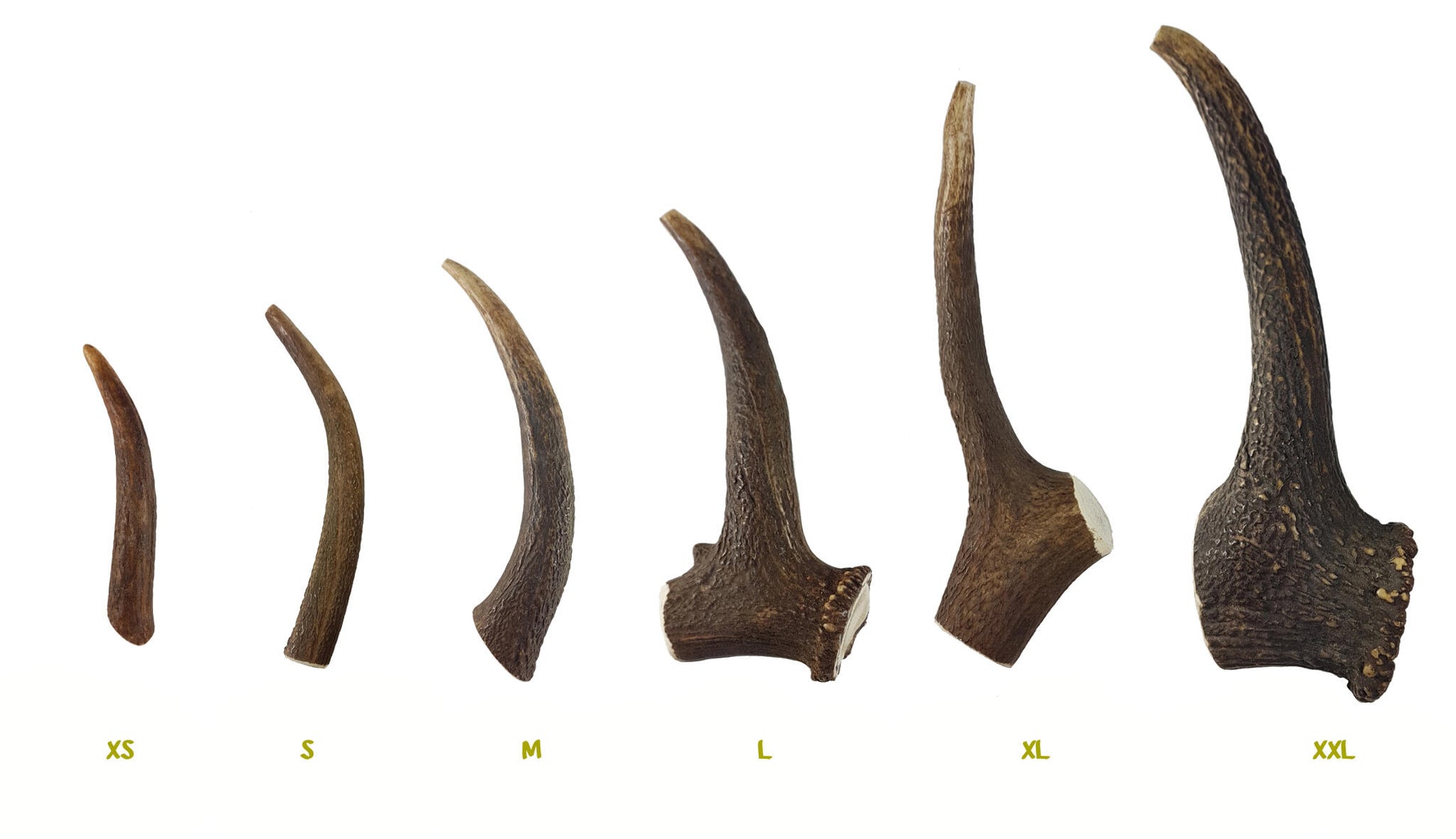 Bimordiscos Asta De Ciervo Para Perros. M_4