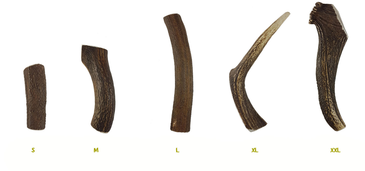 Bimordiscos Asta De Ciervo Partida Para Perros. Xl_3