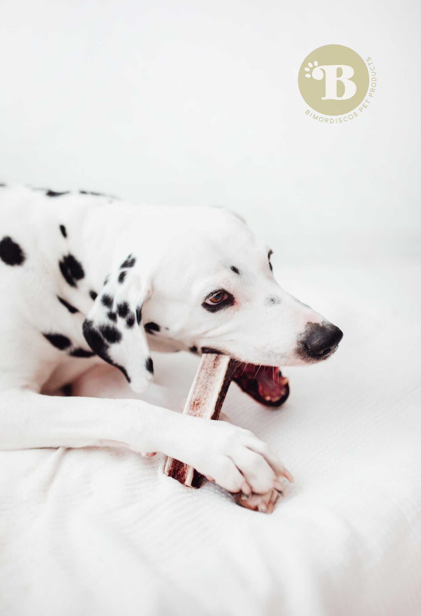 Bimordiscos Asta De Ciervo Partida Para Perros Pack. 2 X L_1