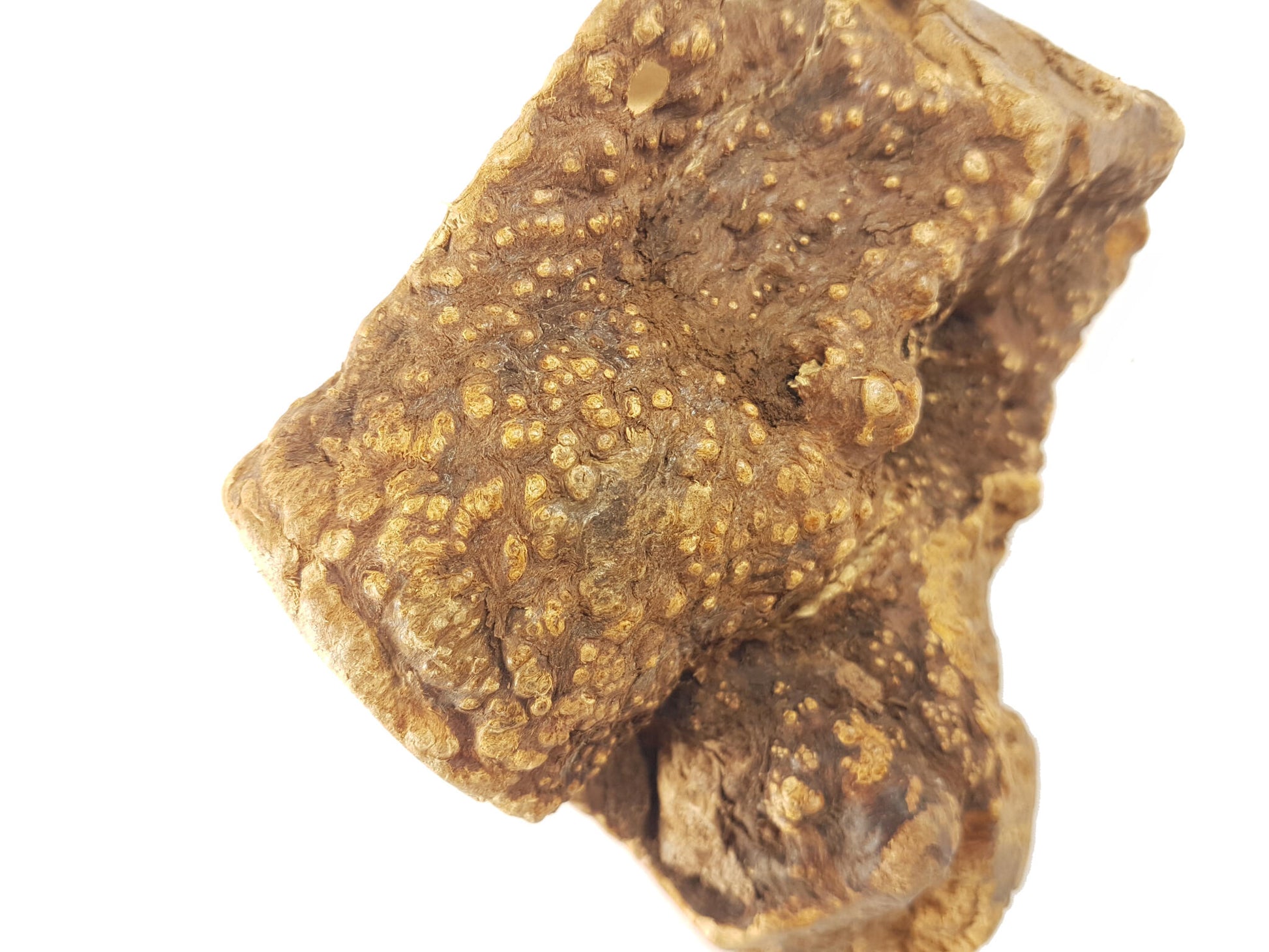 Bimordiscos Raíz De Brezo Para Perros. Xs_2