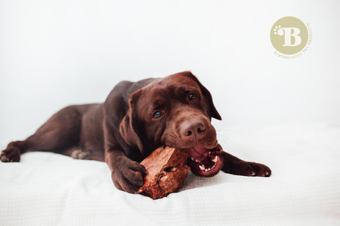 Bimordiscos Raíz De Brezo Para Perros. S_1