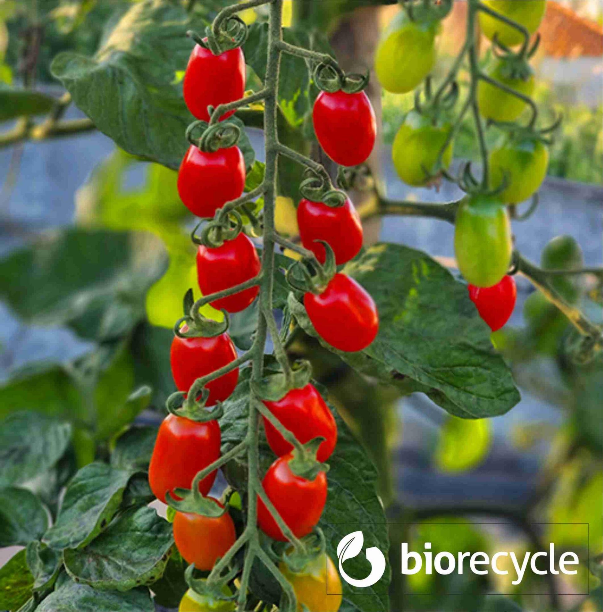 Biochar Microcarbon - 6.0 L_4