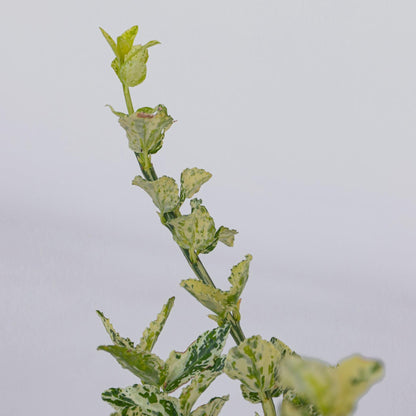 Bonetero - 4 Pzs - Euonymus 'harlequin' - Altura 20-30cm - ⌀17cm_3