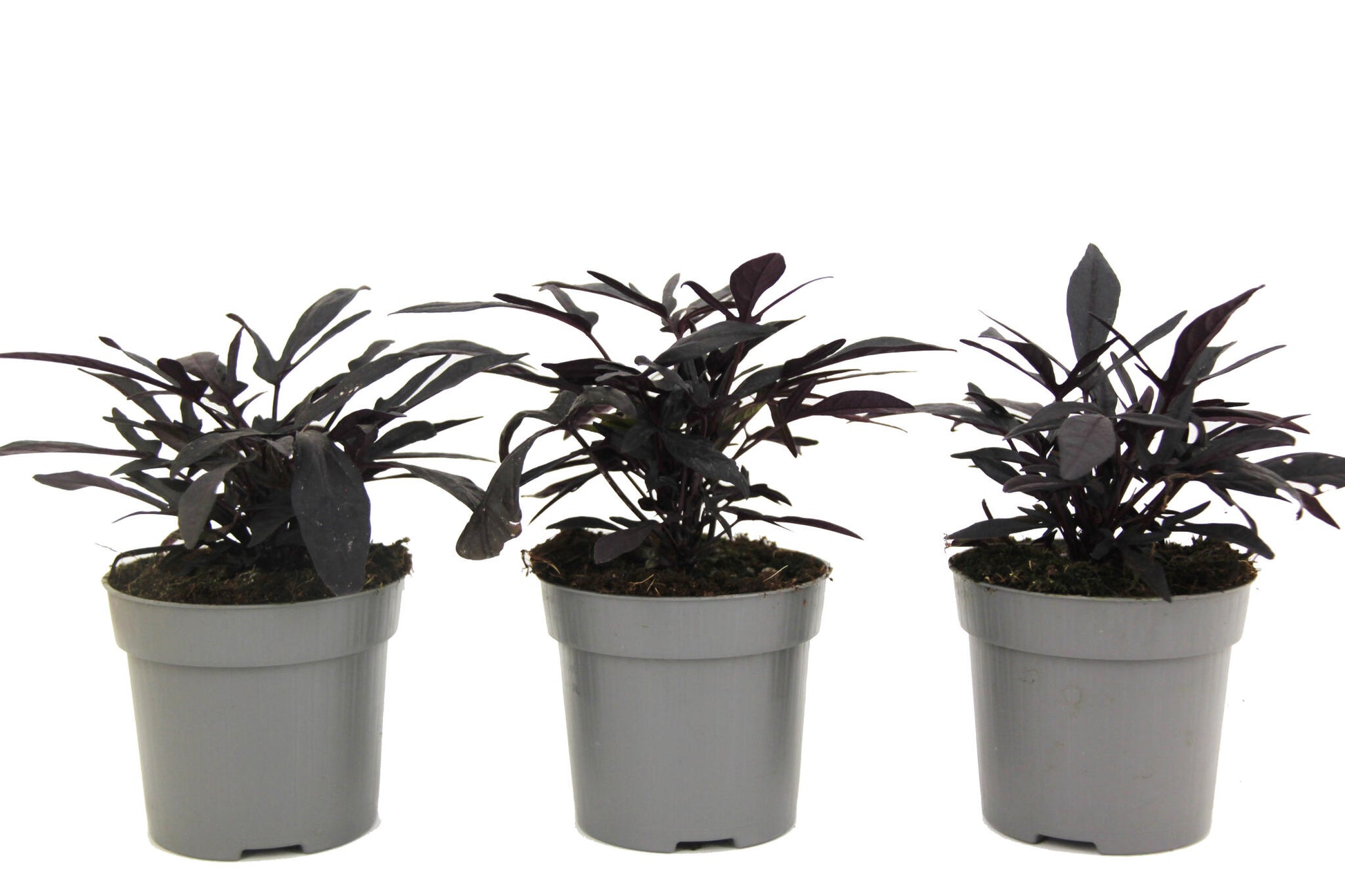 Boniato Ornamental - 3 Pzs - Ipomoea Batatas - Altura 10-15cm - ⌀105cm_0