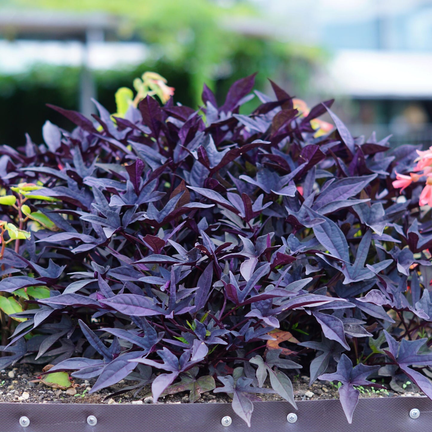 Boniato Ornamental - 3 Pzs - Ipomoea Batatas - Altura 10-15cm - ⌀105cm_1