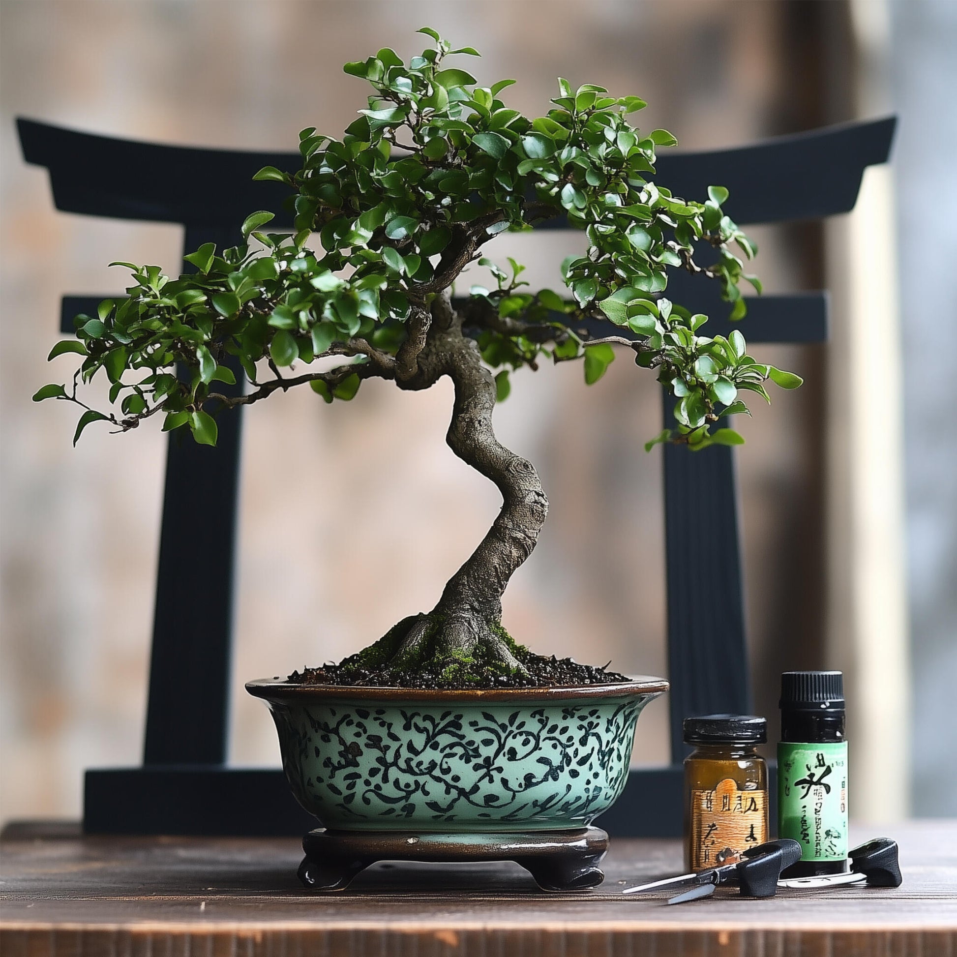 Bonsái - Bonsai - Altura 25-35cm - ⌀15cm_4