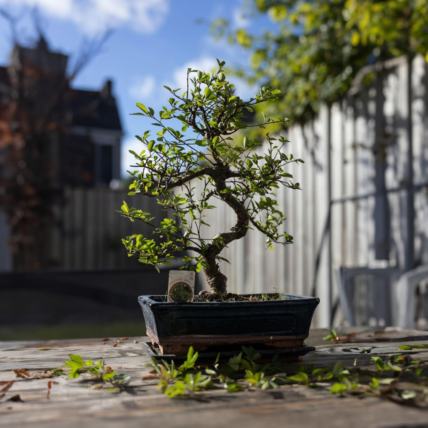 Bonsái - Carmona Microphylla - Altura 25-30cm - ⌀20cm_1