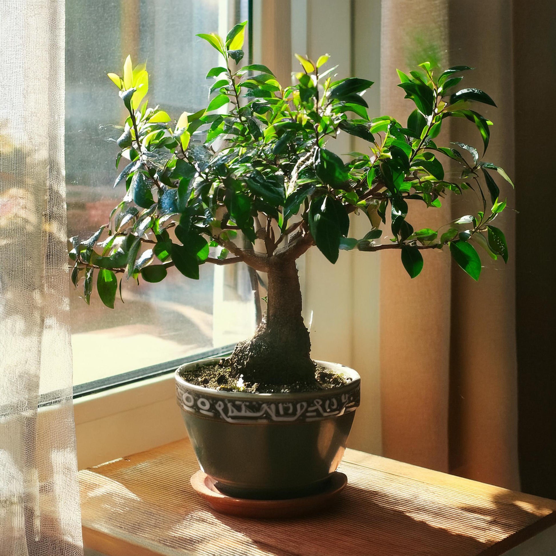 Bonsái - Carmona Microphylla - Altura 30-35cm - ⌀20cm_1