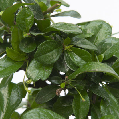 Bonsái - Carmona Microphylla - Altura 30-35cm - ⌀20cm_3