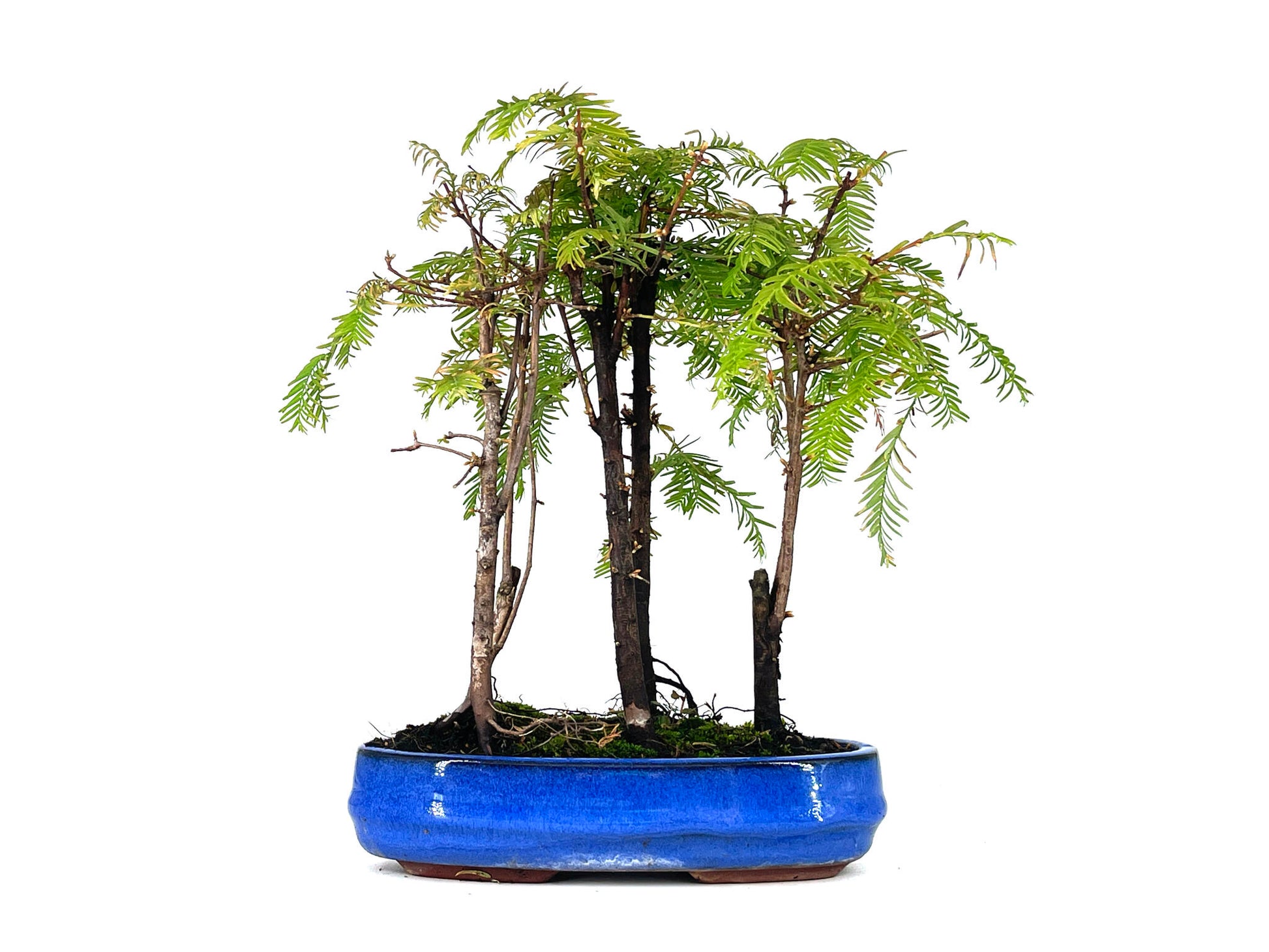 Bonsái Bosque De Metasequoias 8 Años_1