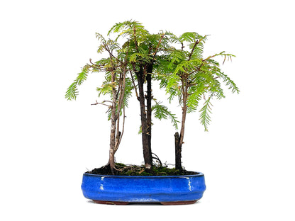 Bonsái Bosque De Metasequoias 8 Años_1