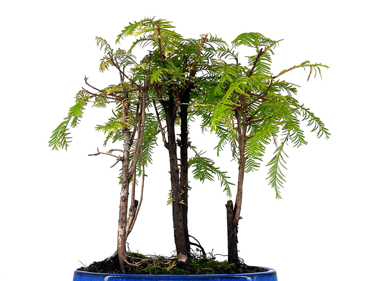 Bonsái Bosque De Metasequoias 8 Años_2