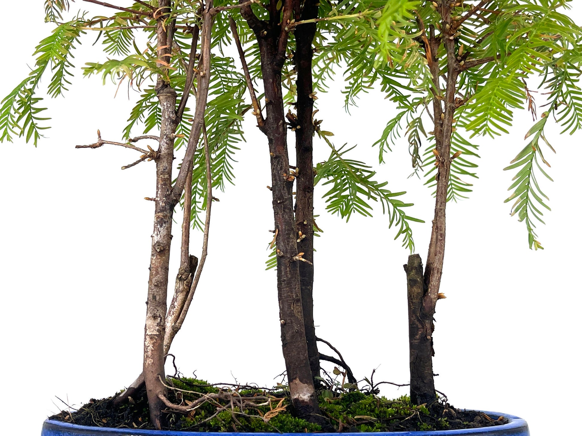 Bonsái Bosque De Metasequoias 8 Años_3