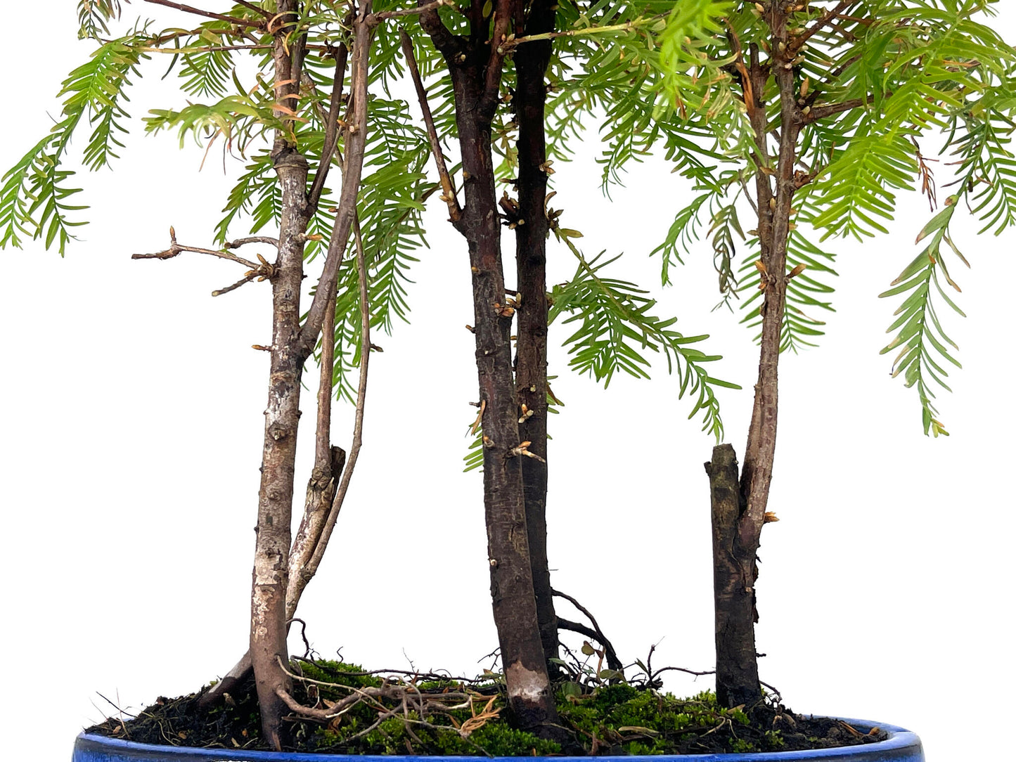 Bonsái Bosque De Metasequoias 8 Años_3