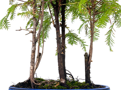 Bonsái Bosque De Metasequoias 8 Años_3