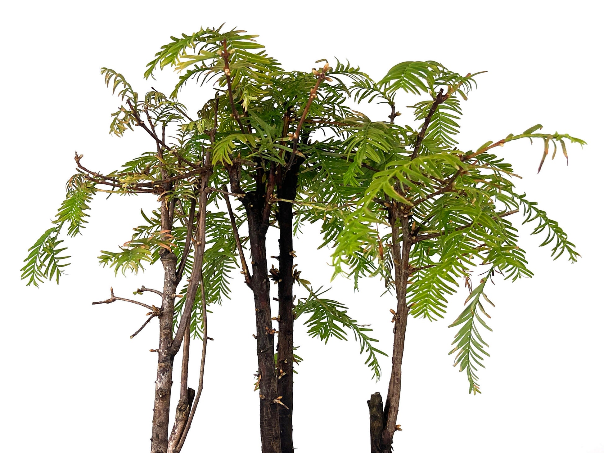 Bonsái Bosque De Metasequoias 8 Años_4