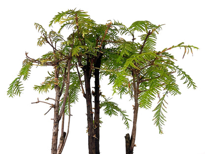 Bonsái Bosque De Metasequoias 8 Años_4