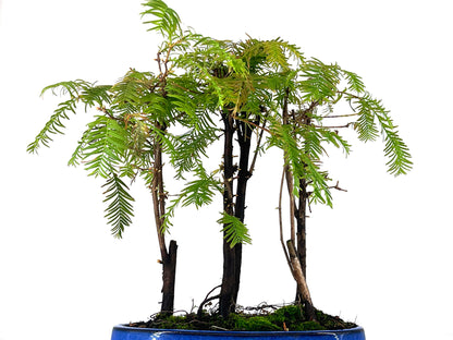 Bonsái Bosque De Metasequoias 8 Años_5