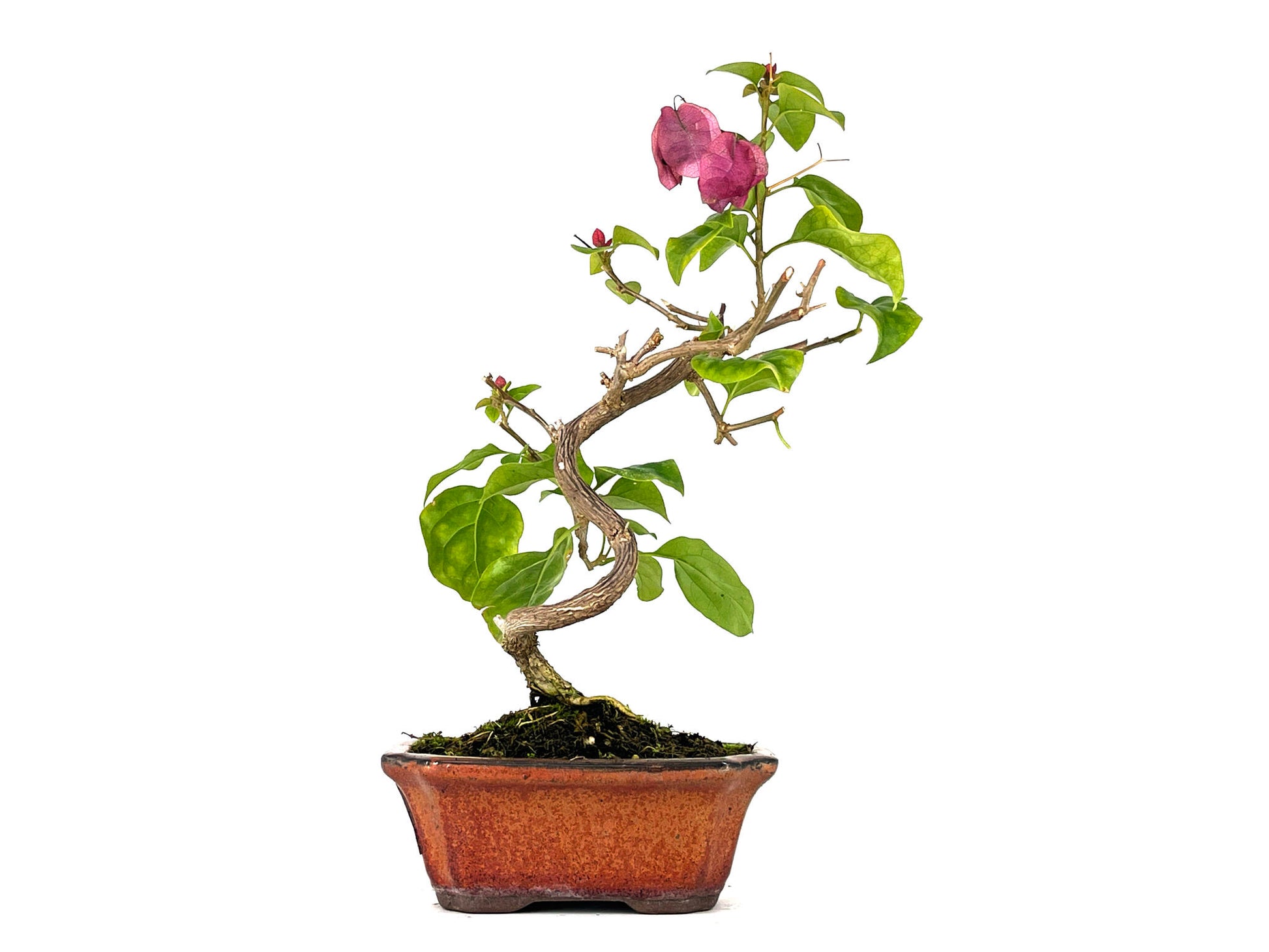 Bonsái Bouganvillea – Buganvilla 7 Años_1