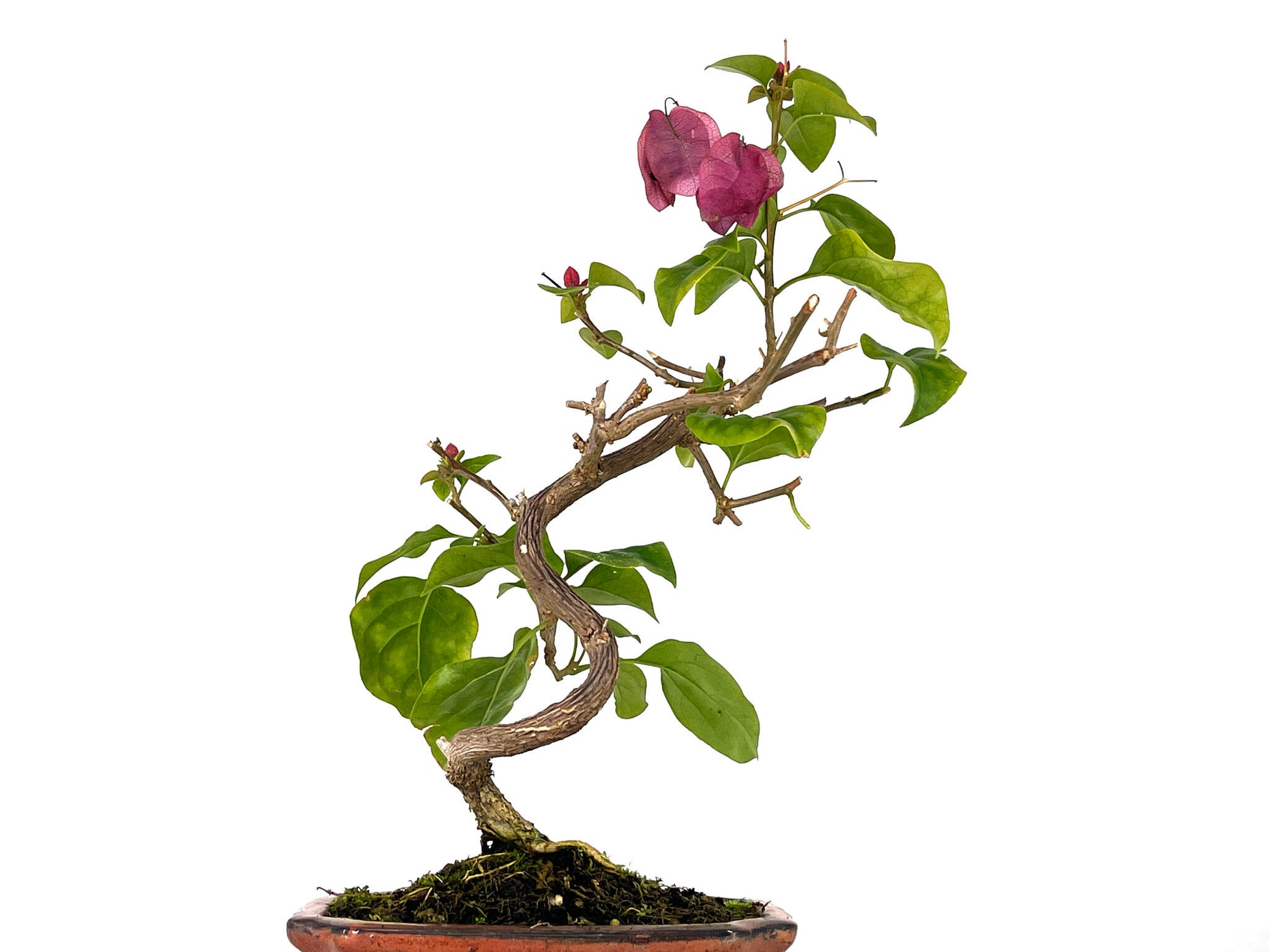 Bonsái Bouganvillea – Buganvilla 7 Años_2