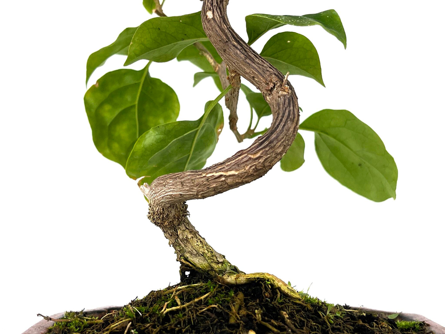 Bonsái Bouganvillea – Buganvilla 7 Años_3