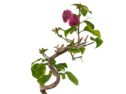 Bonsái Bouganvillea – Buganvilla 7 Años_4