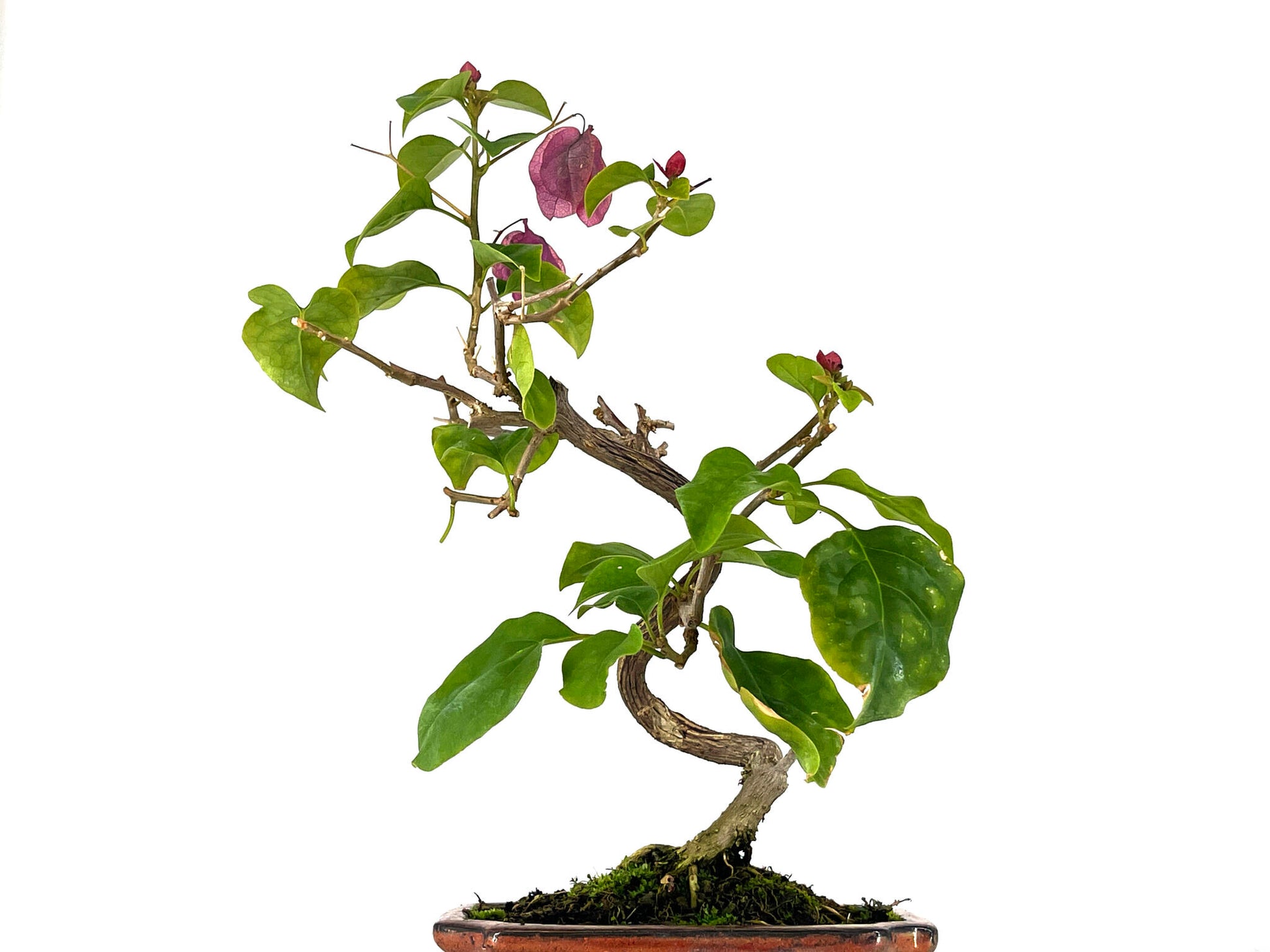 Bonsái Bouganvillea – Buganvilla 7 Años_5