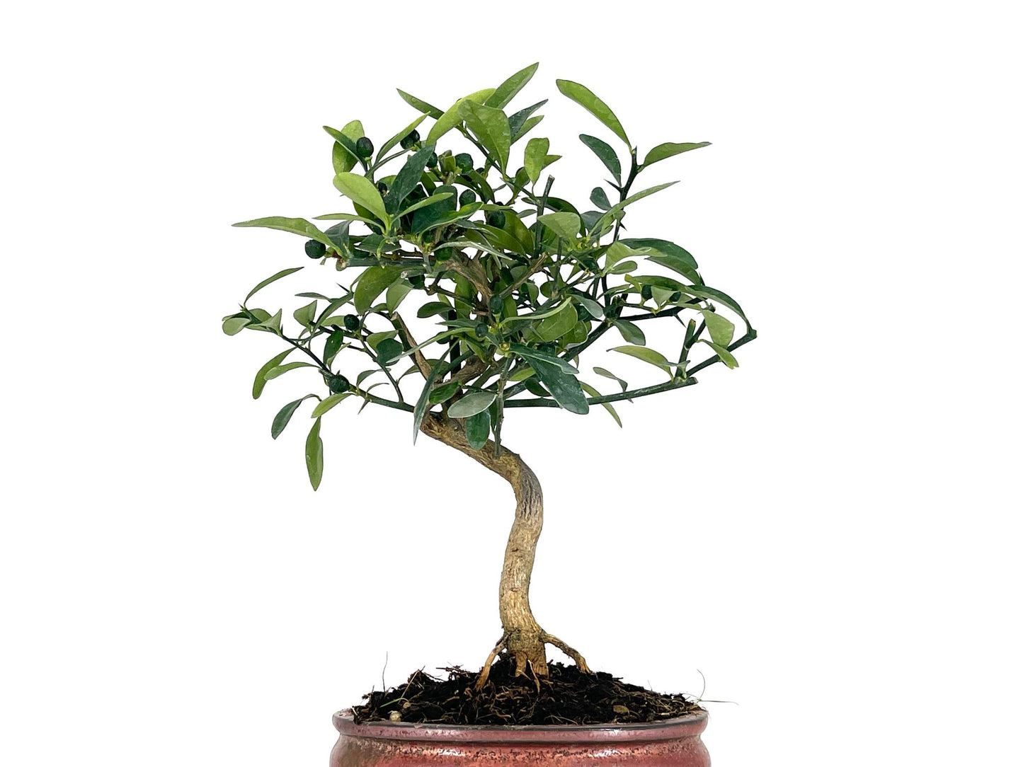 Bonsái Citrus Kinzu – Naranjo Enano 7 Años_2