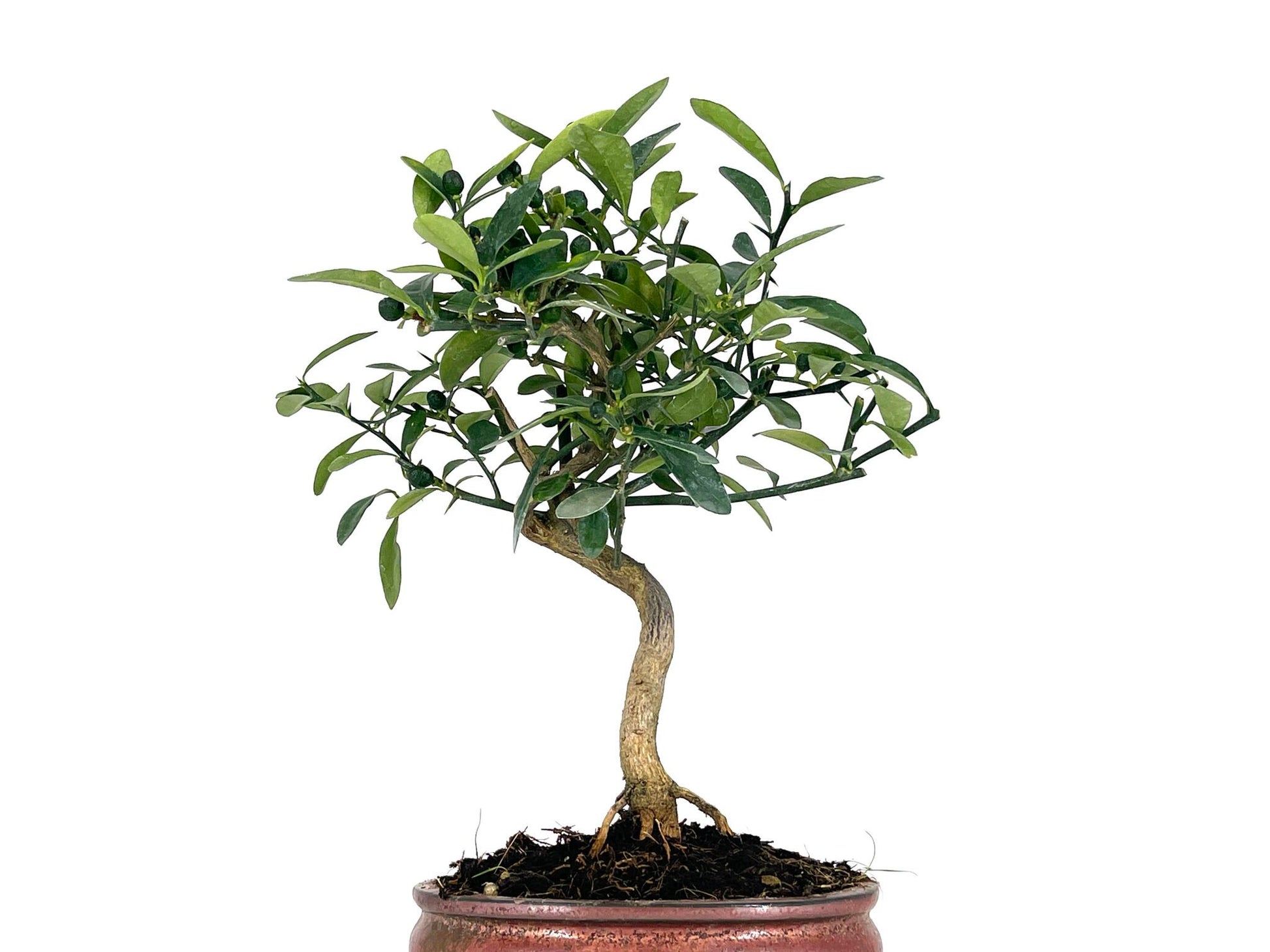 Bonsái Citrus Kinzu – Naranjo Enano 7 Años_2