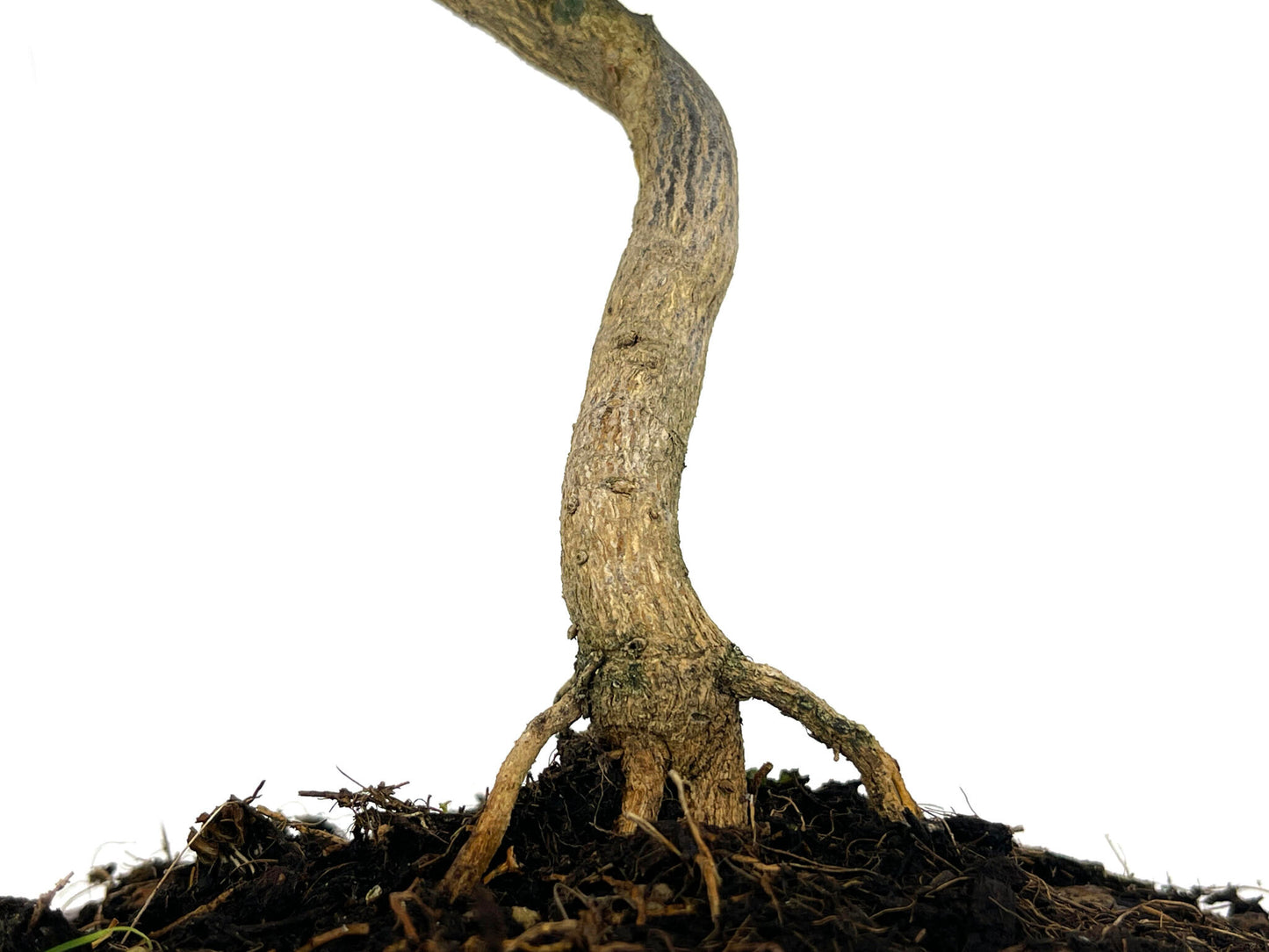 Bonsái Citrus Kinzu – Naranjo Enano 7 Años_3