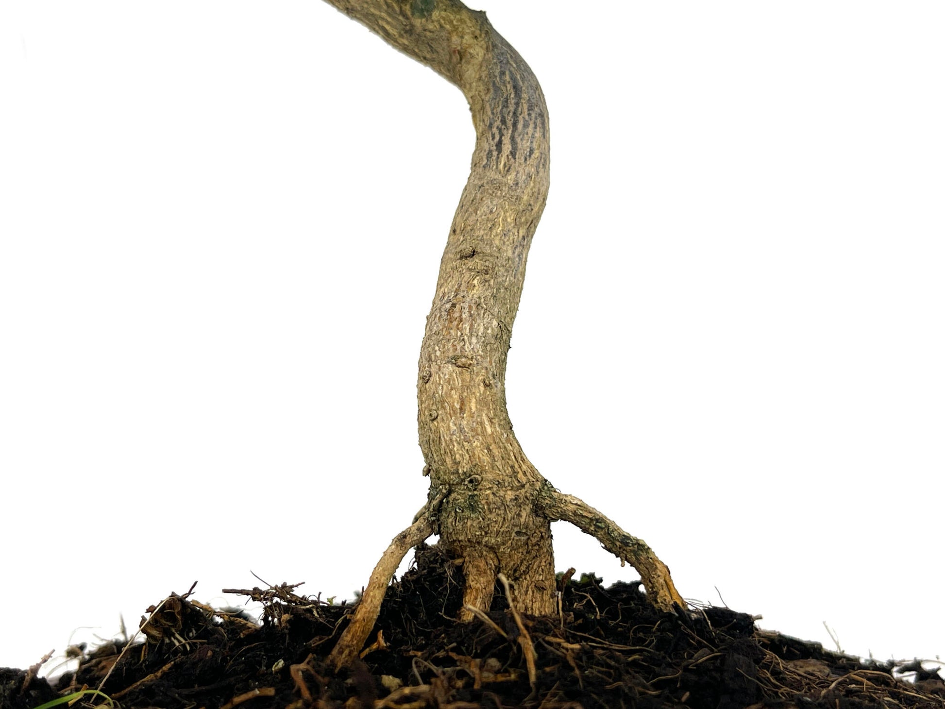 Bonsái Citrus Kinzu – Naranjo Enano 7 Años_3