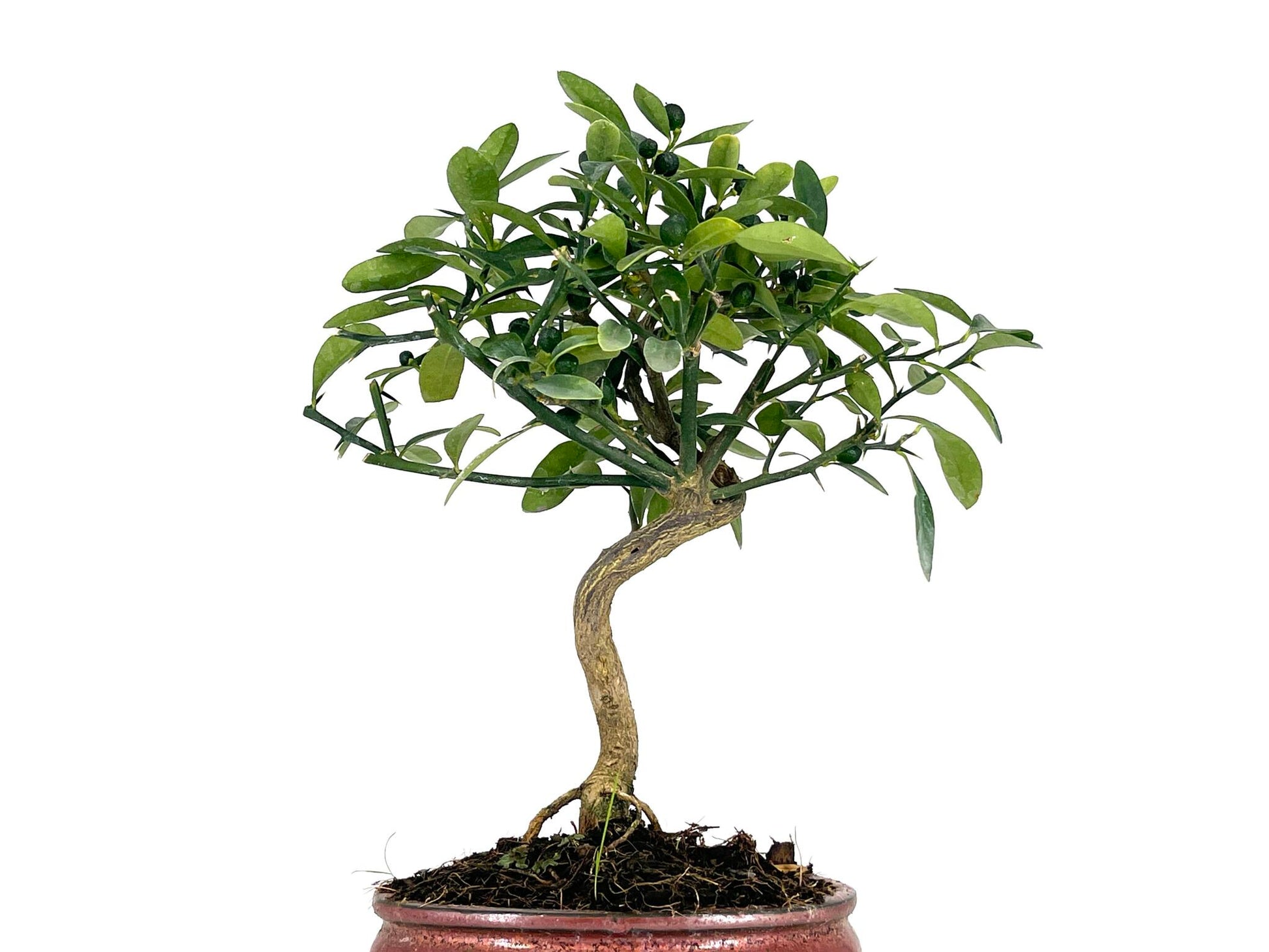 Bonsái Citrus Kinzu – Naranjo Enano 7 Años_5