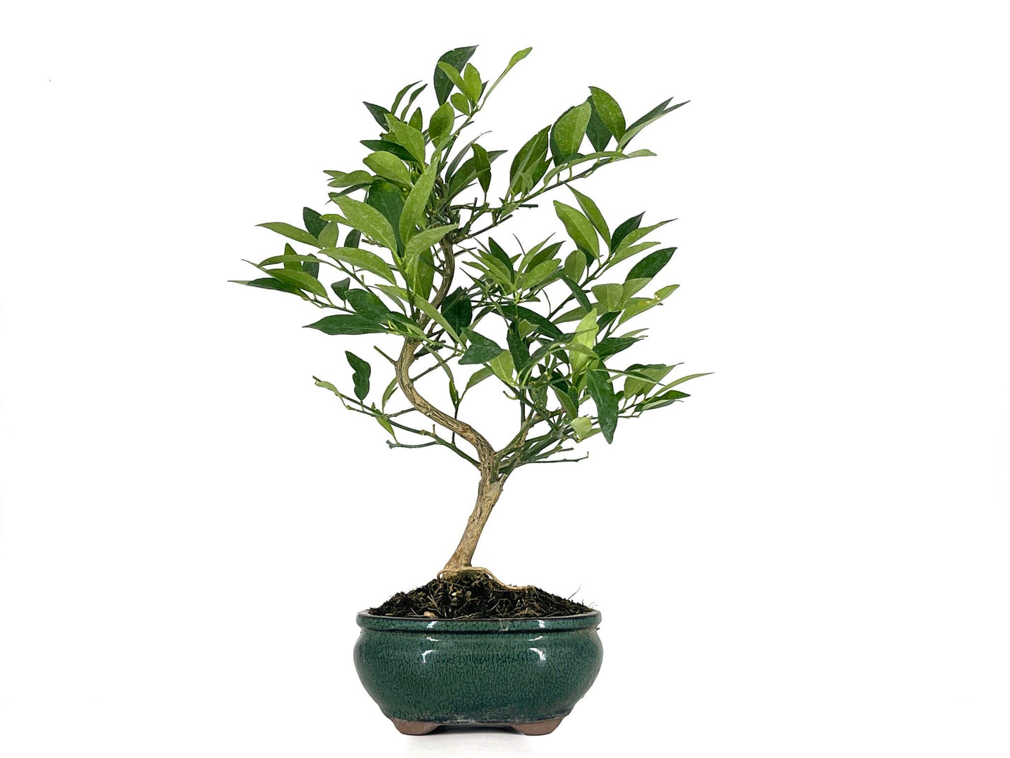 Bonsái Citrus Limequat - Limonero 8 Años_1