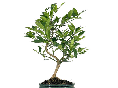 Bonsái Citrus Limequat - Limonero 8 Años_2