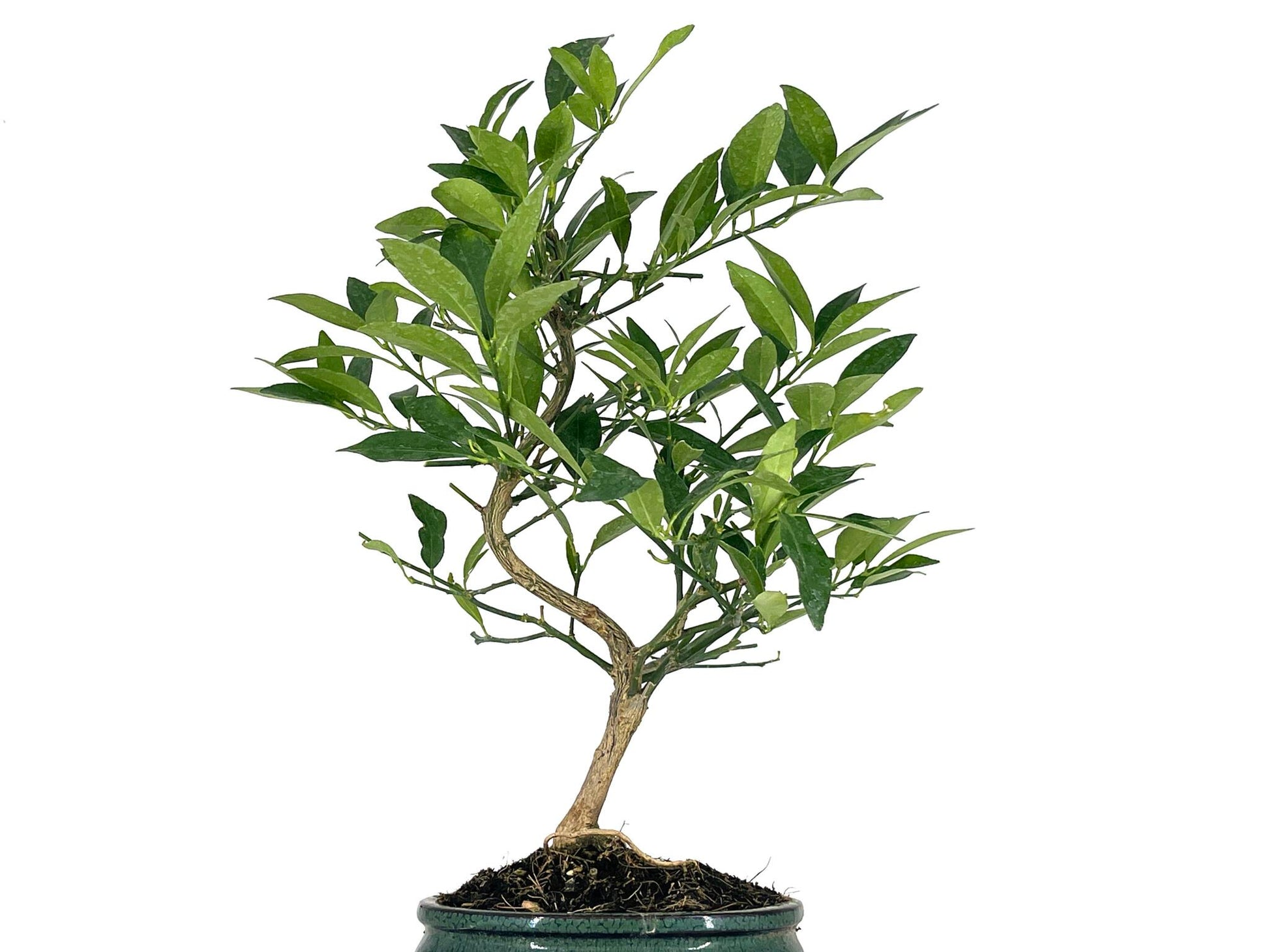 Bonsái Citrus Limequat - Limonero 8 Años_2