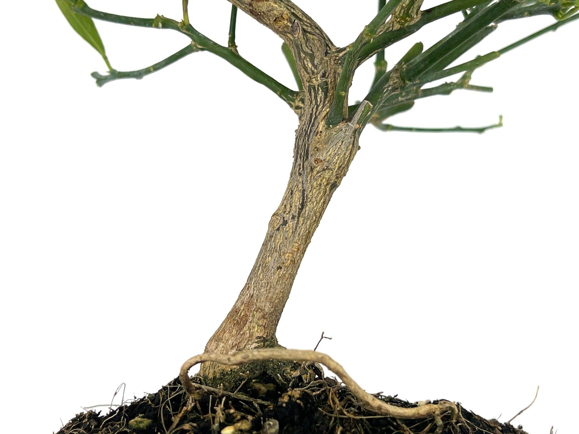 Bonsái Citrus Limequat - Limonero 8 Años_3