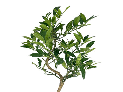 Bonsái Citrus Limequat - Limonero 8 Años_4