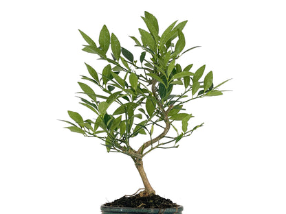 Bonsái Citrus Limequat - Limonero 8 Años_5