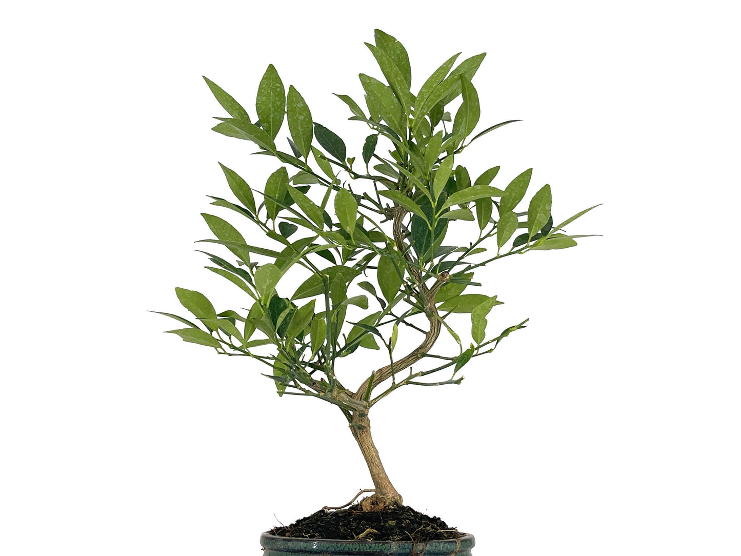 Bonsái Citrus Limequat - Limonero 8 Años_5