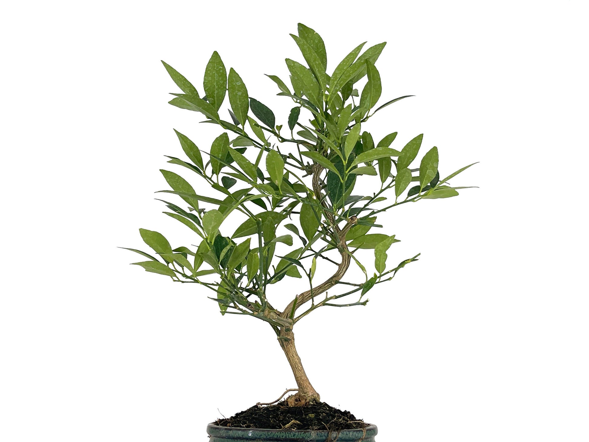 Bonsái Citrus Limequat - Limonero 8 Años_5