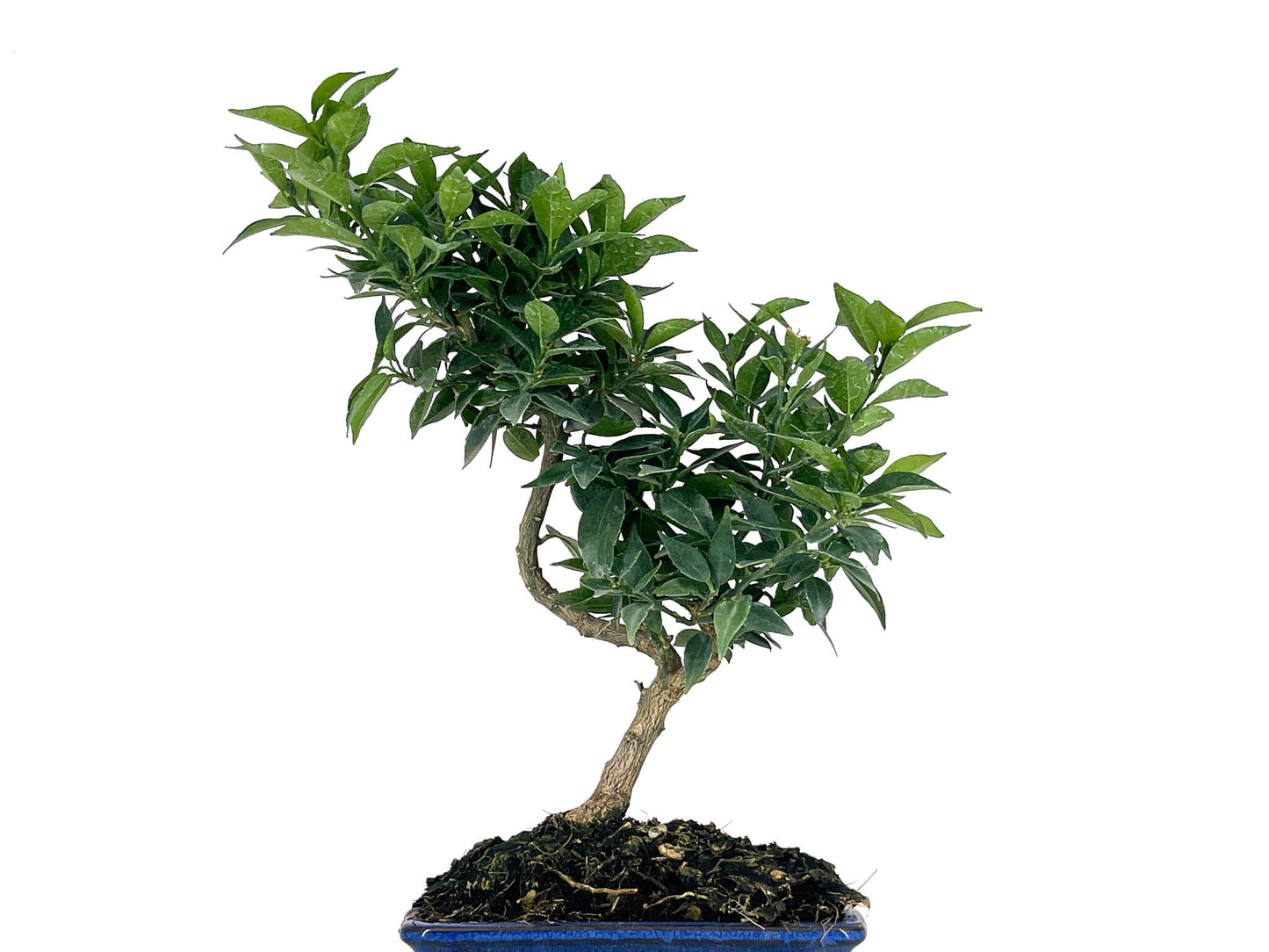 Bonsái Citrus Myrtifolia – Naranjo 7 Años_2