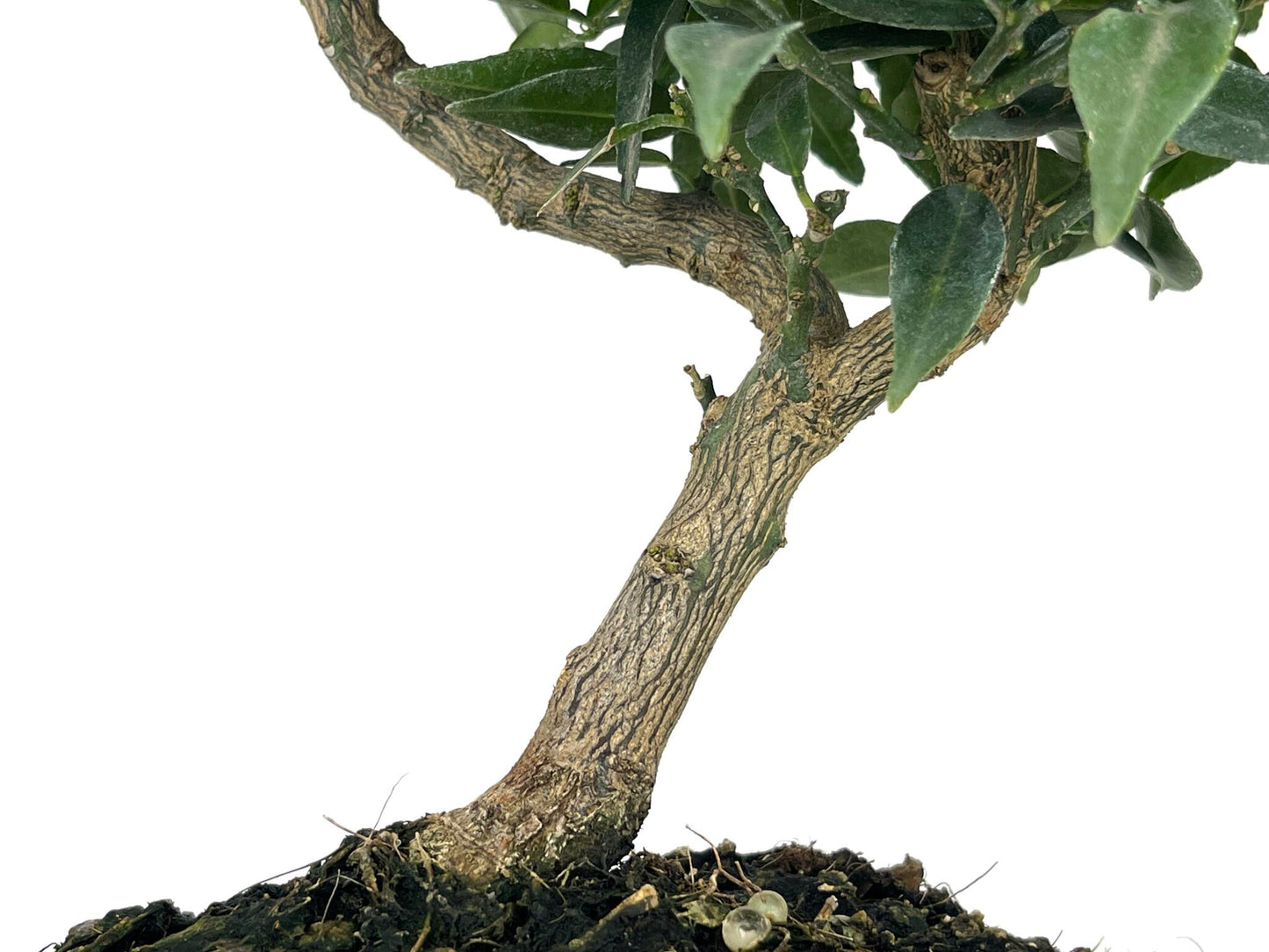 Bonsái Citrus Myrtifolia – Naranjo 7 Años_3