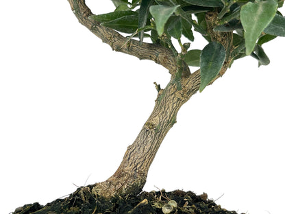 Bonsái Citrus Myrtifolia – Naranjo 7 Años_3